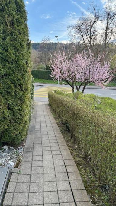 Feel Good With Forest View Apartment