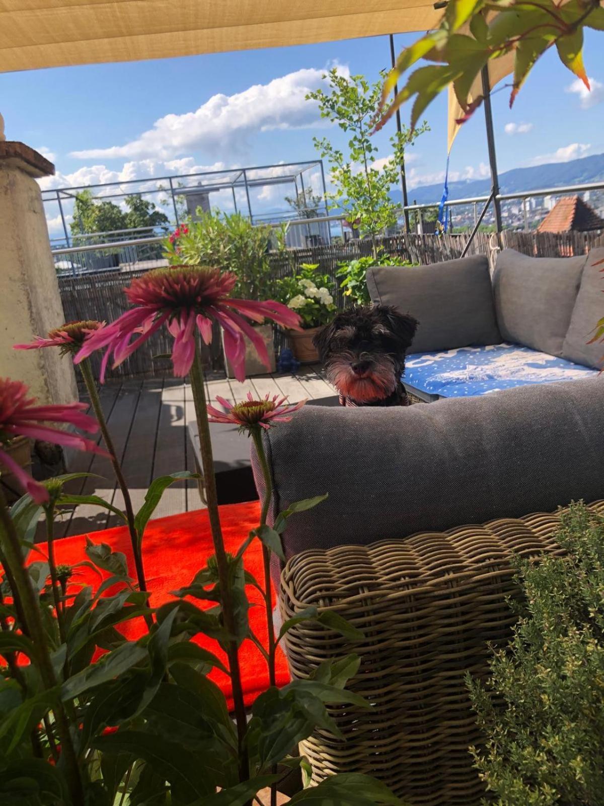 Homestay Designer With Rooftop