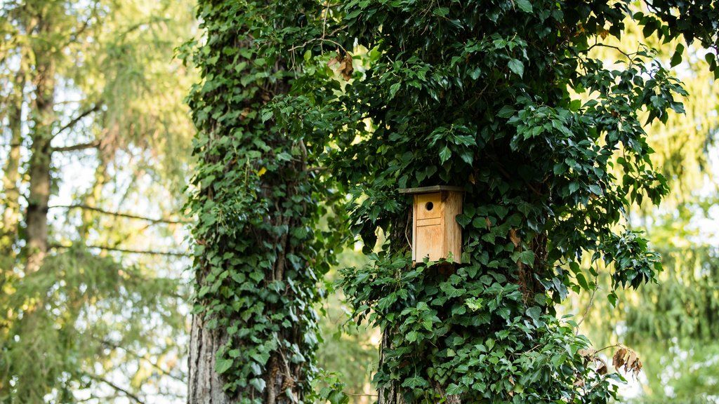 Engimatt & Garden